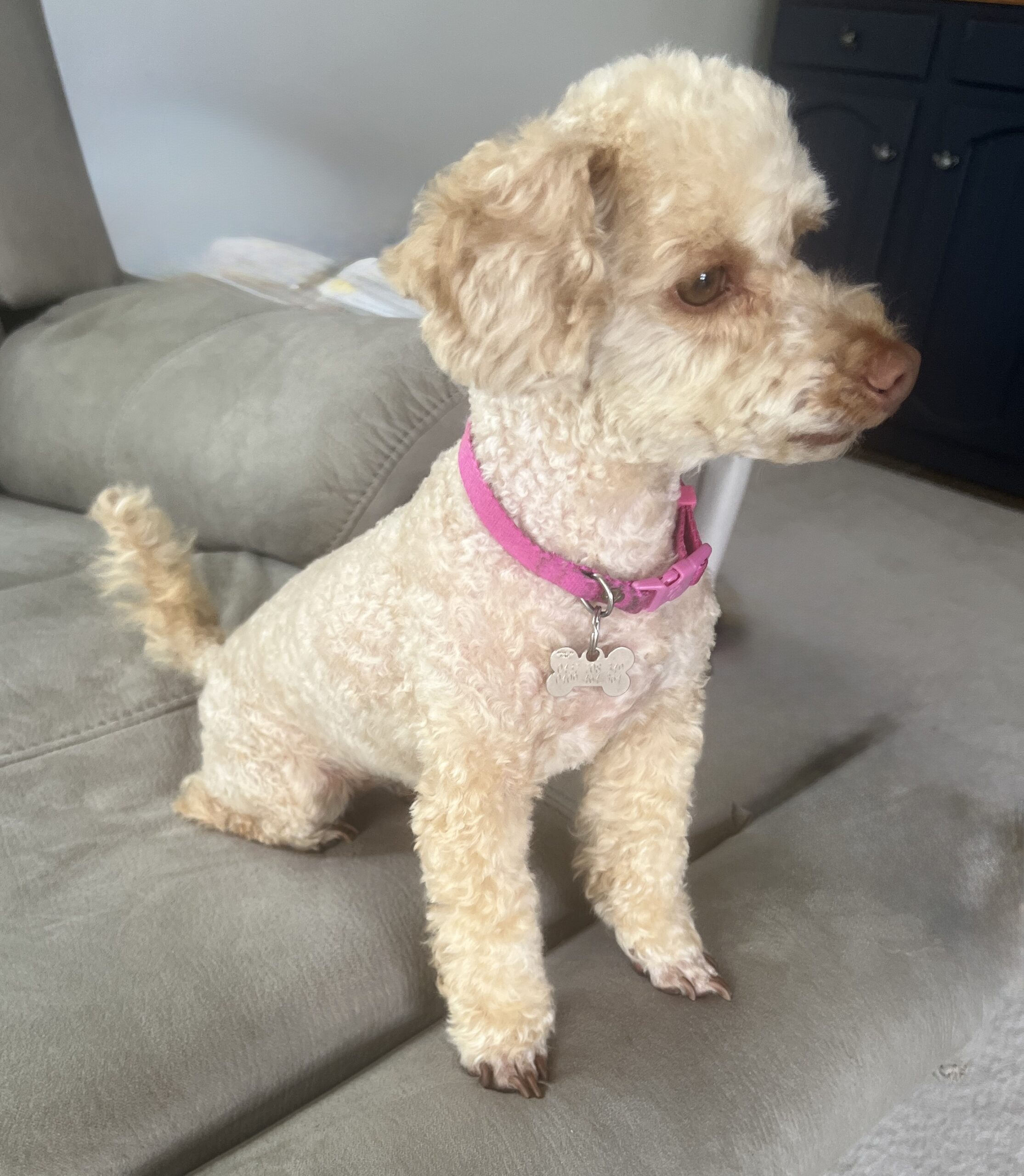 Lilli the Poodle